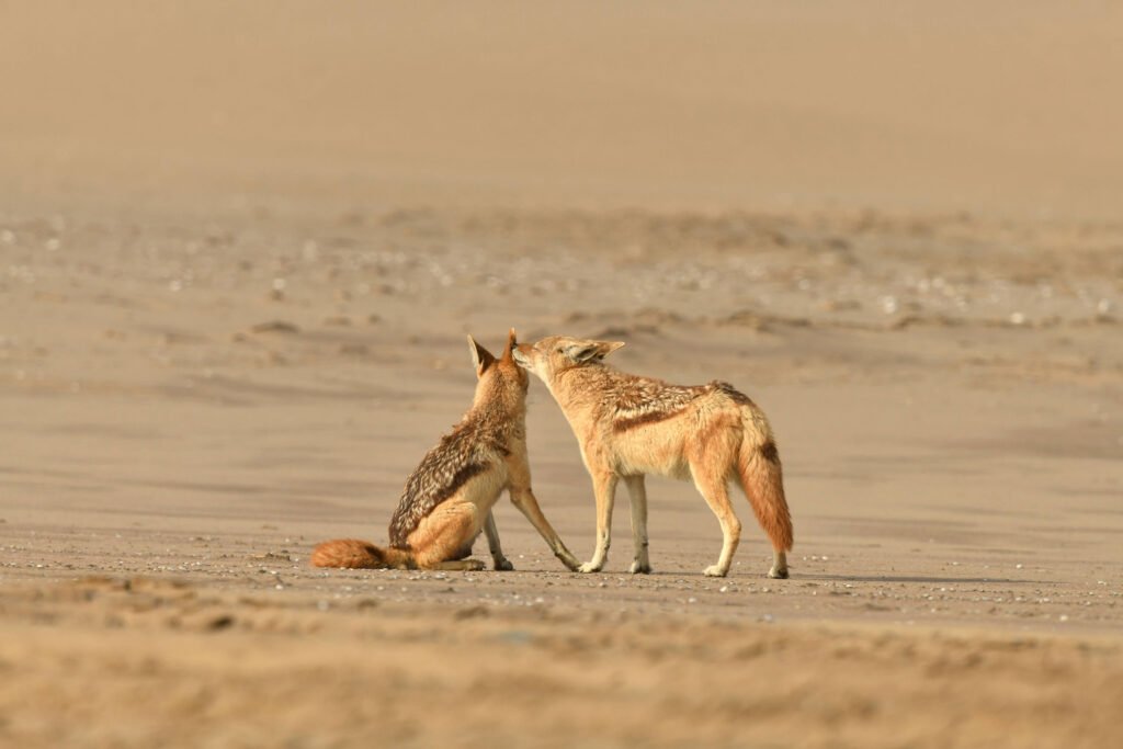 Black Backed Jackals, Pelican Point, Namibia