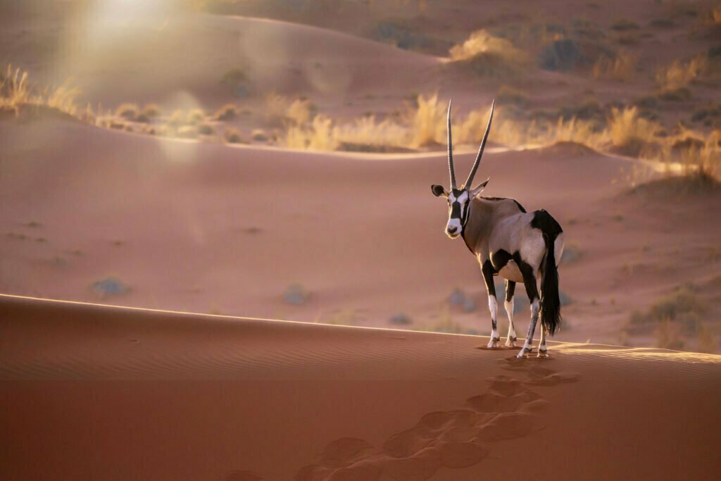 Oryx in Desert, Namibia