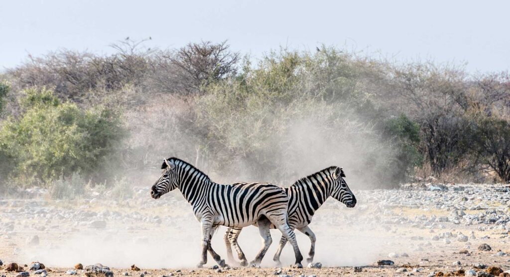 Zebras, in Namibia