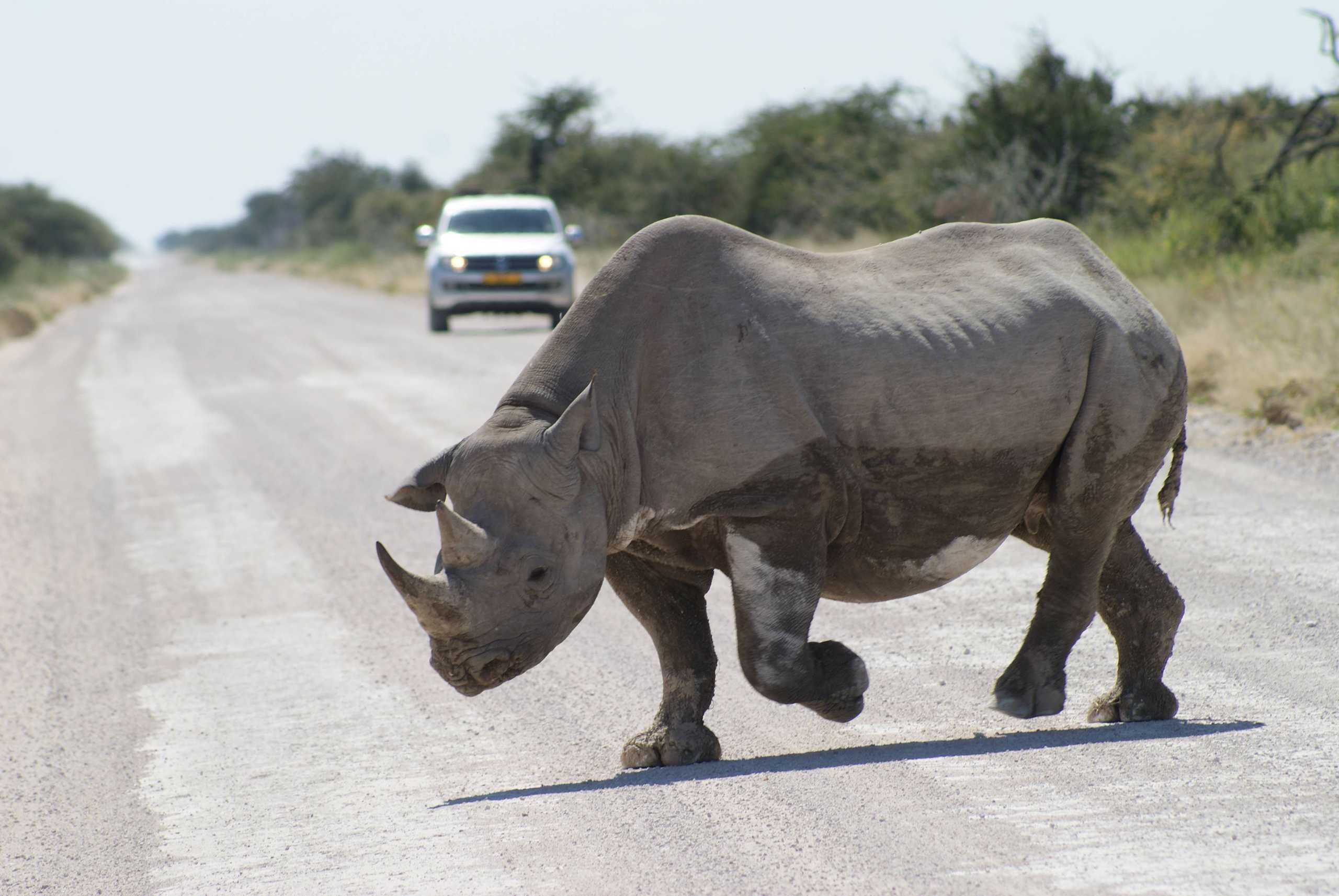 Rhino crossing, in Namibia