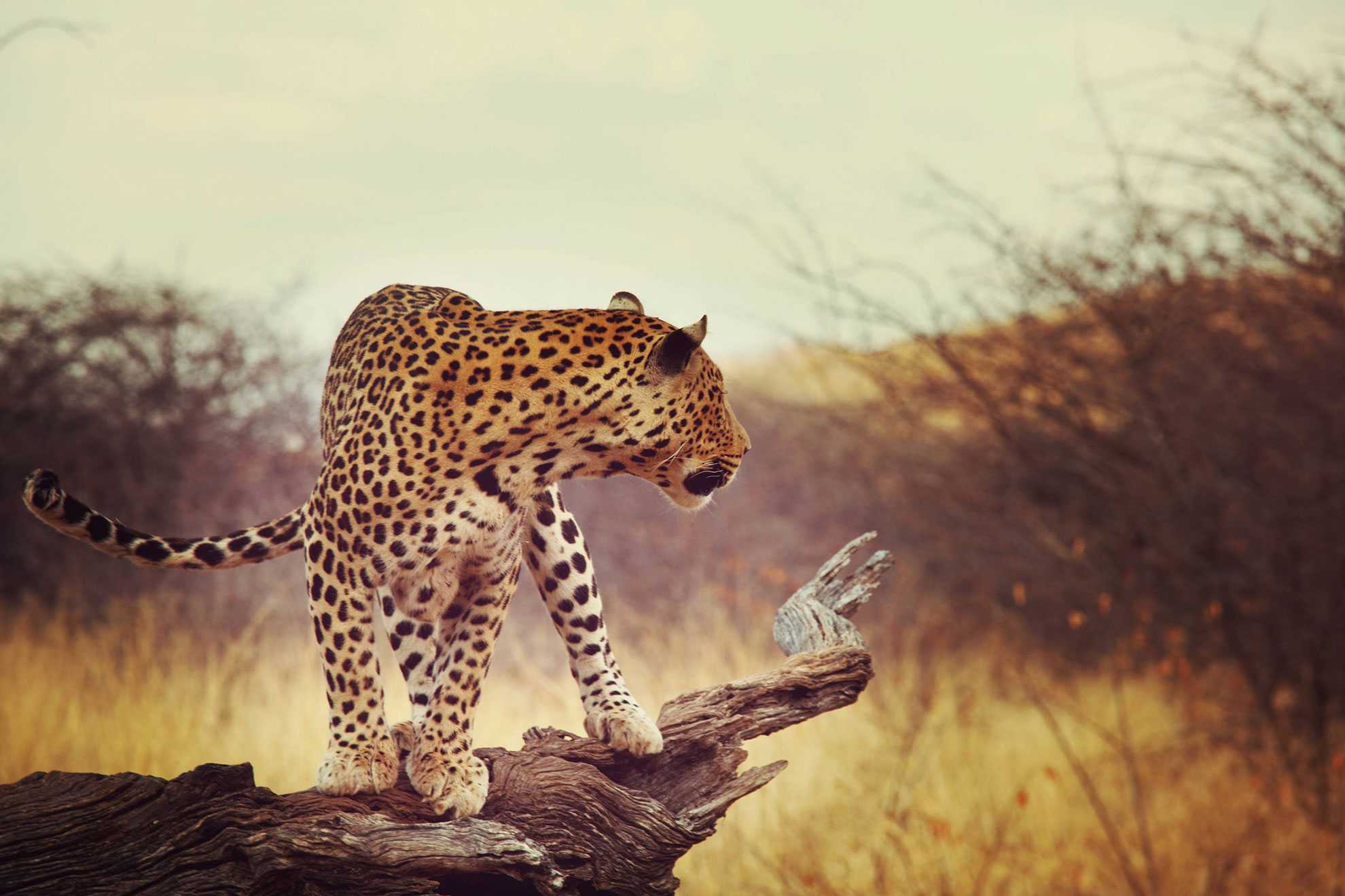 Leopard in Erongo region, in Namibia