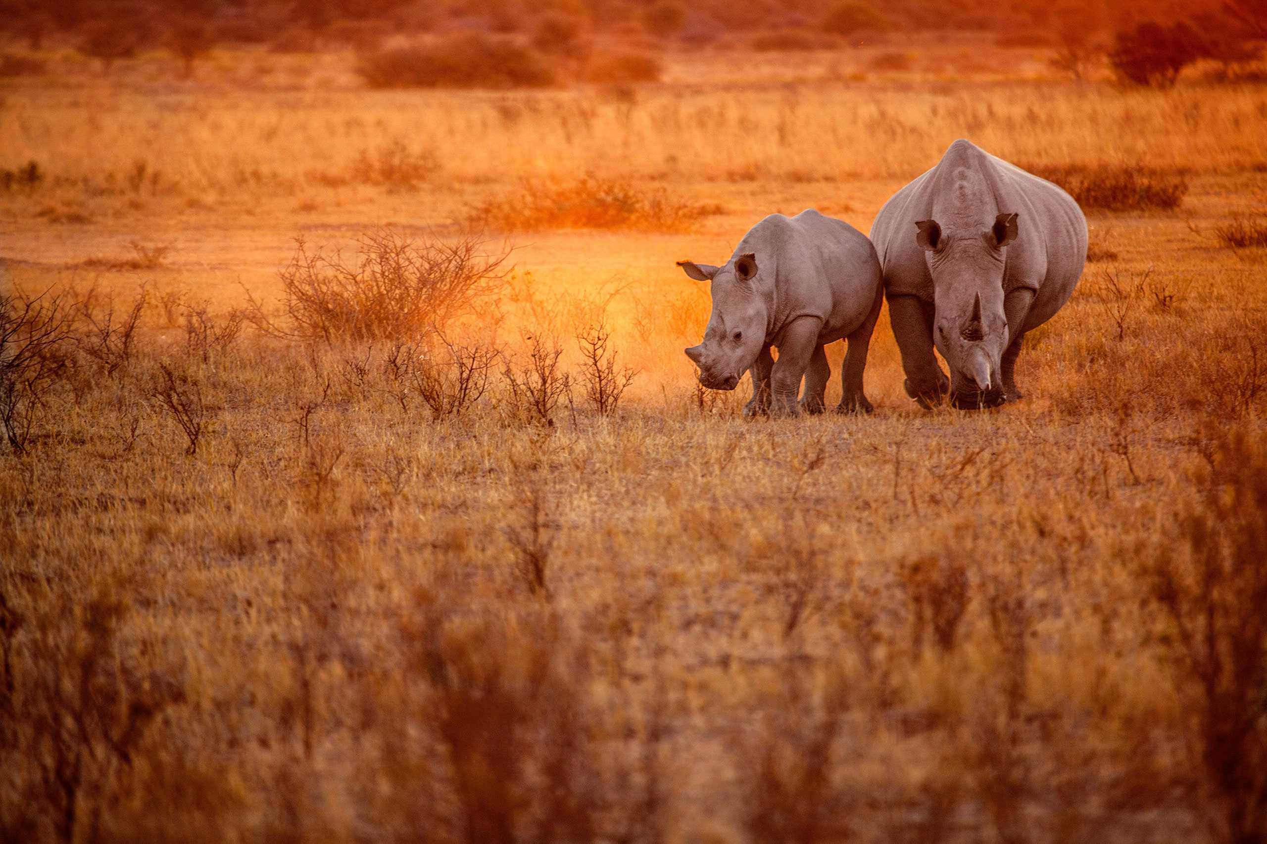 Rhinos in Etosha National Park, in Namibia